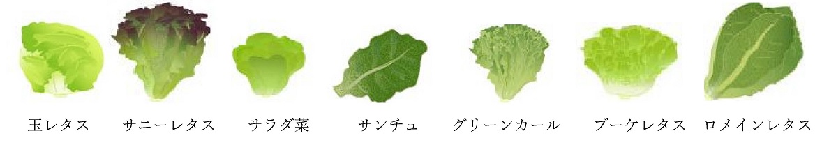 https://hgk.or.jp/lunchmemo/files/lettuce1.jpg